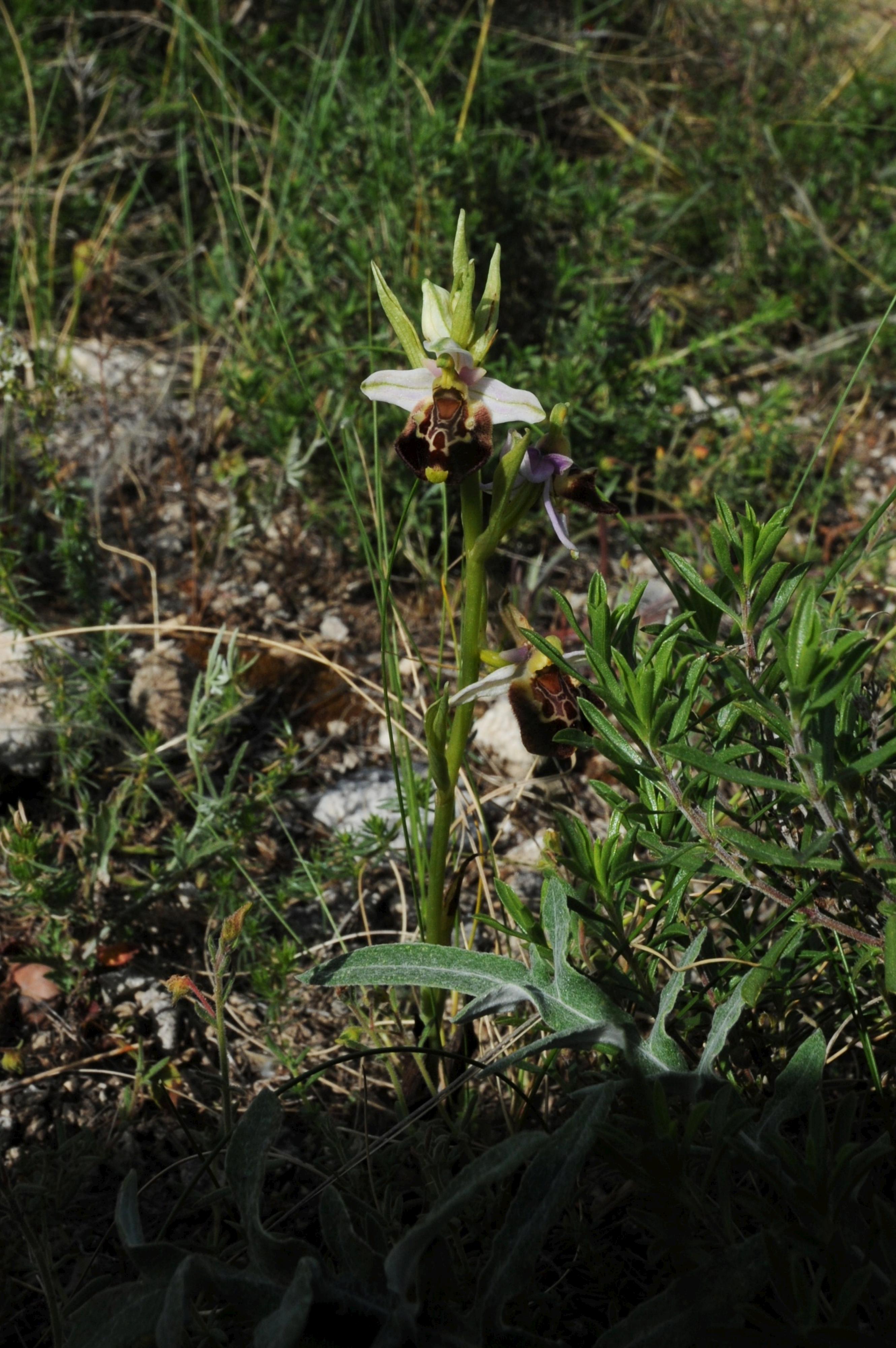 Ophrys holoserica (Italy) eFlora of India